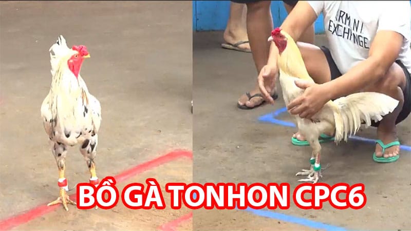 Bồ gà TONHON C6