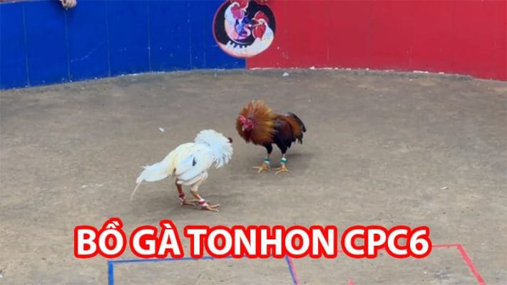 bo ga tonhon c6 2