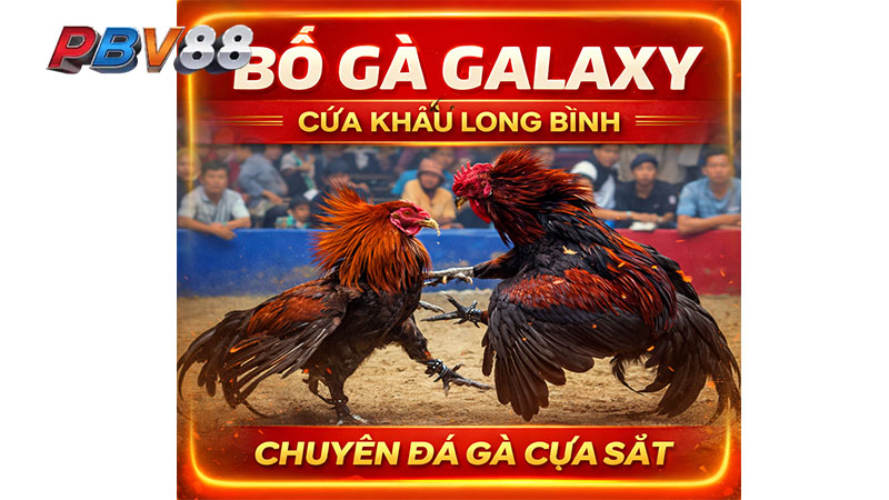 Bồ Gà Galaxy