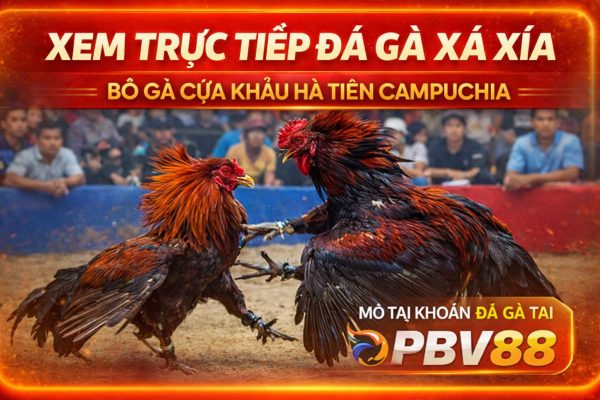 xem trực tiếp đá gà xà xía